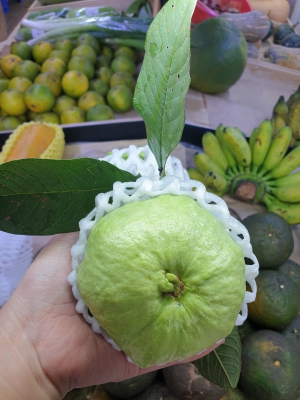 Ổi Nữ Hoàng